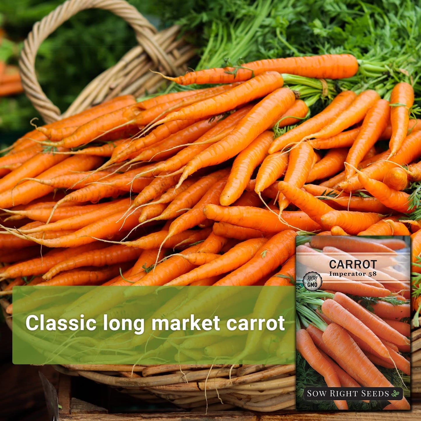 - Imperator 58 Carrot Seed for Planting - Non-Gmo Heirloom Packet with Instructions to Plant a Home Vegetable Garden - Indoors or Outdoors - Long Variety, Super Sweet (1)