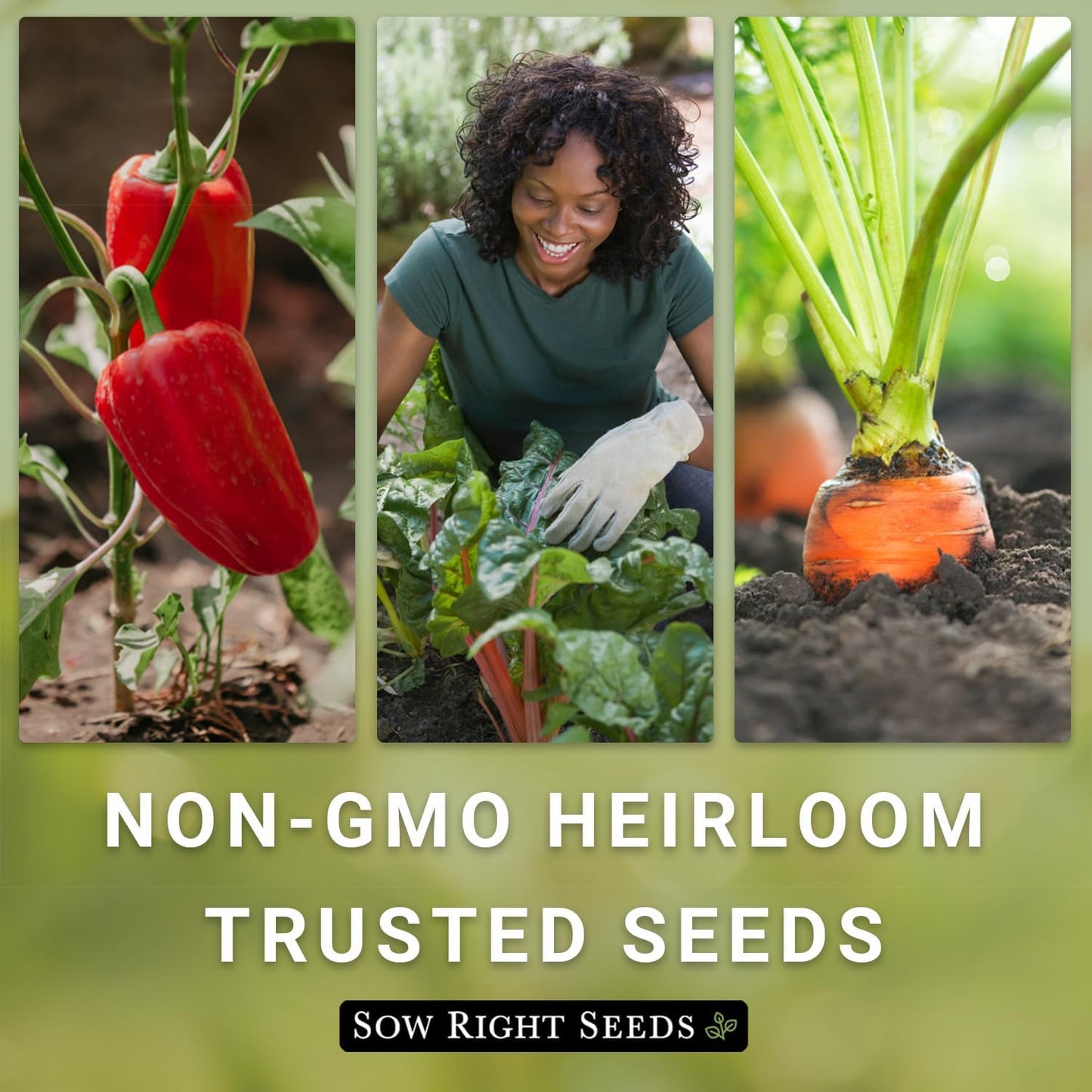 - Imperator 58 Carrot Seed for Planting - Non-Gmo Heirloom Packet with Instructions to Plant a Home Vegetable Garden - Indoors or Outdoors - Long Variety, Super Sweet (1)