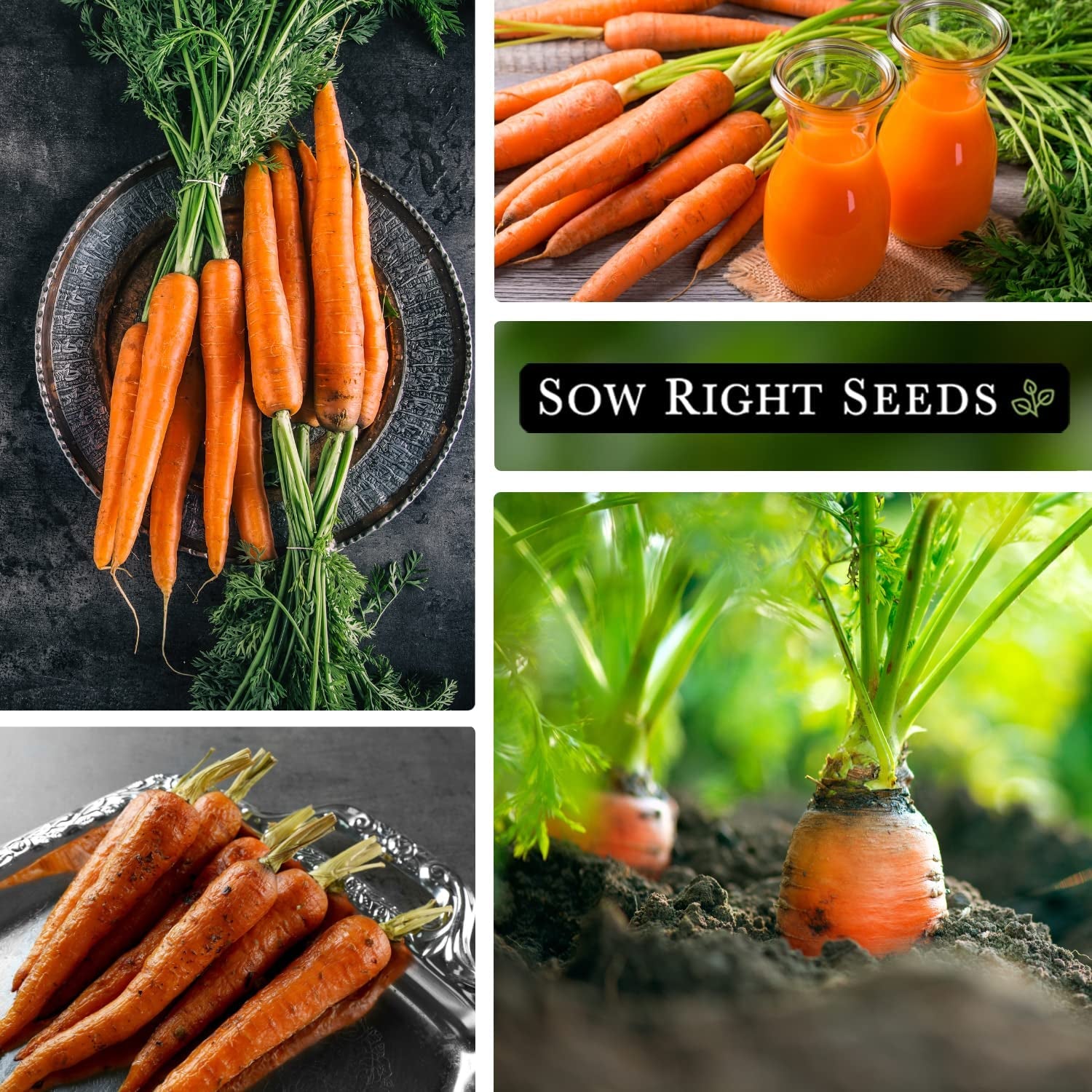 - Imperator 58 Carrot Seed for Planting - Non-Gmo Heirloom Packet with Instructions to Plant a Home Vegetable Garden - Indoors or Outdoors - Long Variety, Super Sweet (1)